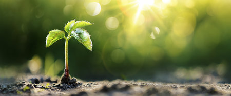 Young plant in the rays of sunlight. Eco conceptの写真素材