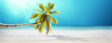 Tropical palm tree in the sunshineの写真素材