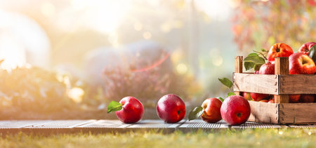 Apples in a wooden basket standing on an open terrace at sunset. Autumn gardenの写真素材