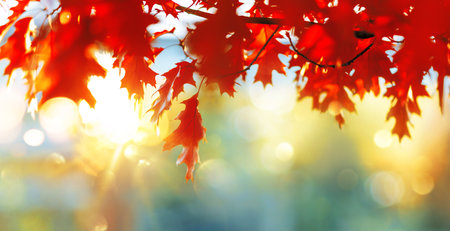Falling Autumn Maple Leaves Natural Background