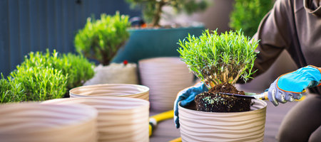 Female gardener with gloves planting flowers in pots on terraceの写真素材