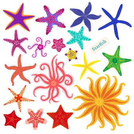 Sea stars set. Multicolored starfish on a white background. Starfishes underwater invertebrate animal. Vector illustrationのイラスト素材