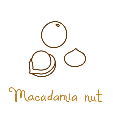 Macadamia nut hand drawn graphics element for packaging design of nuts and seeds or snack. Vector illustration in line art style.のイラスト素材