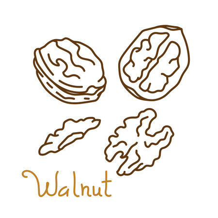 Walnut hand drawn graphics element for packaging design of nuts and seeds or snack. Vector illustration in line art style.のイラスト素材