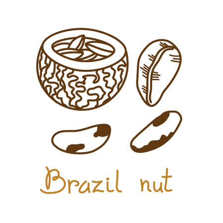 Brazil nut hand drawn graphics element for packaging design of nuts and seeds or snack. Vector illustration in line art style.のイラスト素材