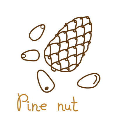 Pine or cedar nut hand drawn graphics element for packaging design of nuts and seeds or snack. Vector illustration in line art style.のイラスト素材