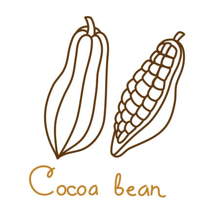 Cacao bean hand drawn graphics element for packaging design of drink or snack. Vector illustration in line art style.のイラスト素材