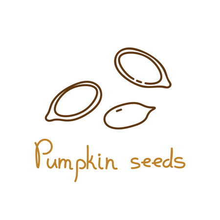 Pumpkin seeds hand drawn graphics element for packaging design of seeds or snack. Vector illustration in line art style.のイラスト素材