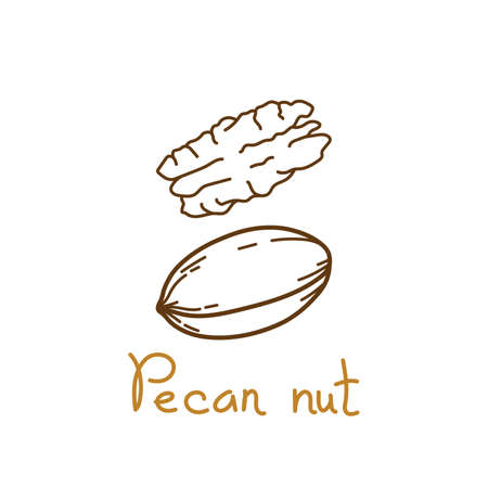 Pecan nut hand drawn graphics element for packaging design of nuts and seeds or snack. Vector illustration in line art style.のイラスト素材