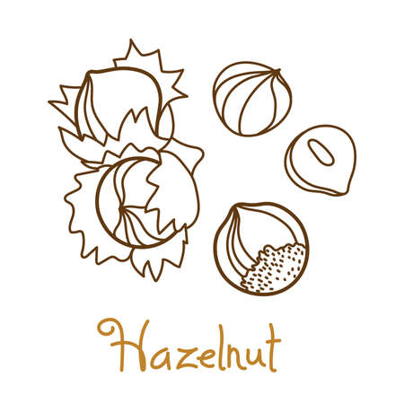 Hazelnut, filbert, cobnut, hazel hand drawn graphics element for packaging design of nuts and seeds or snack. Vector illustration in line art style.のイラスト素材