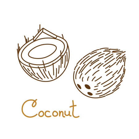 Coconut, coco, cocoanut, cokernut hand drawn graphics element for packaging design of nuts or snack. Vector illustration in line art style.のイラスト素材