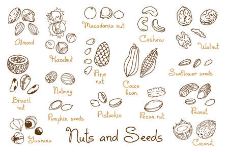 Set clipart hand-drawn nuts and seeds. Walnut, peanut and sunflower seeds. Almond, pistachio, cashew, hazelnut and macadamia. Illustration in line art style.のイラスト素材