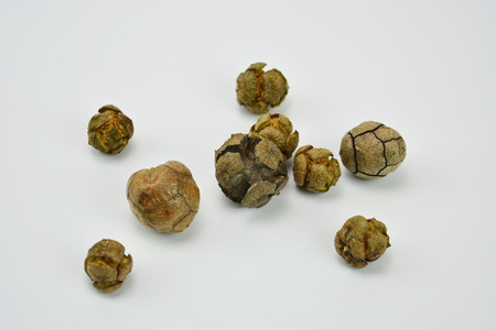 Some cones on a white background. Cones collectionの写真素材