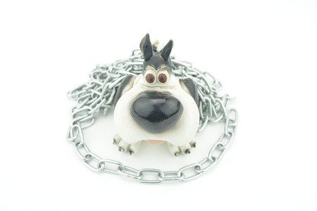 Silver long dog's chain around the dog. Bulldog with chain or circuit. One dog with silver chain
