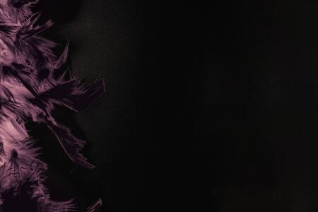 Abstract composition, illustration. Purple feathers on the black background.の写真素材