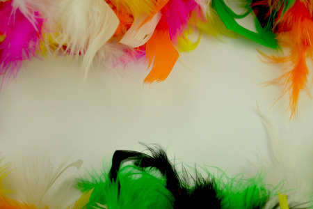 Multicolored feathers on the white background, text placeの写真素材