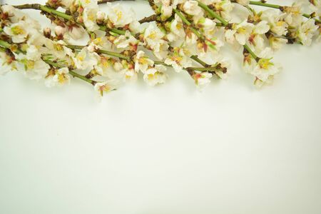 Almond tree twigs with flowers. Almond flowers, cherry tree flowers, spring flowers on the white background.の写真素材