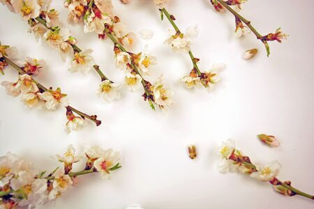 Almond tree twigs with flowers. Almond flowers, cherry tree flowers, spring flowers on the white background.の写真素材