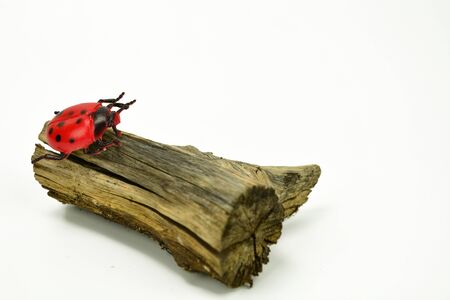 A big ladybird on a cracked logの写真素材