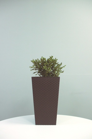 Minimalistic photo of a planterの写真素材