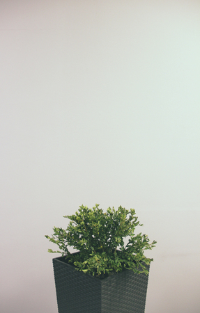 Minimalistic photo of a planterの写真素材