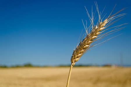 One spikelet of wheat on blue clear sky in a sunny summer hot day in a wide yellow field. Season of a harvesting. Close up of corn field ready for harvest. Design background. Copy space for text.の写真素材