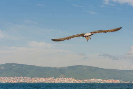 White seabird with black wing tips flight under the blue sky of the Bulgaria. Seagull view of flying above the Black sea water. View from below on blue sky and fluffy clouds. Place for text.の写真素材