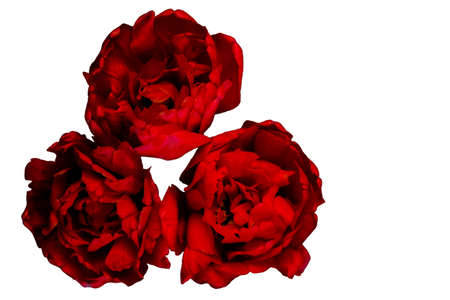 A bouquet of flowers isolated on white background. Three red peony tulips. Flower gift concept. Concept of St. Valentine's Day and March 8. Place for your text. Minimal composition. Top view.の写真素材