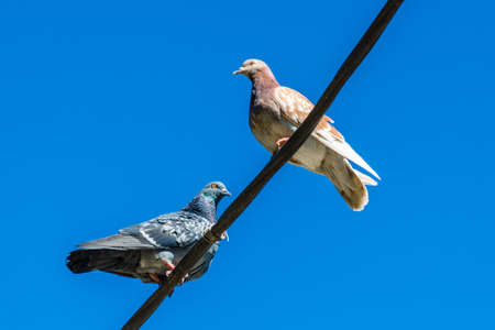 Light and gray doves sits high on a street wires against a blue clear sky. Close up of a lone two urban pigeons sitting across from each other. Place for text. Bird concept.の写真素材