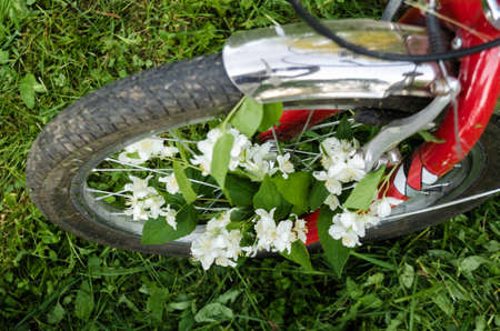 Beautiful white flowers of jasmine in the wheel of a red old bicycle against the background of green...