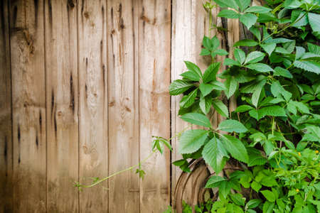 Wild grape branches with leaves on shabby natural wooden planks in summer. Foliage on vintage brown wall background with copy space. Texture of old boards surrounded by green vines in the garden.