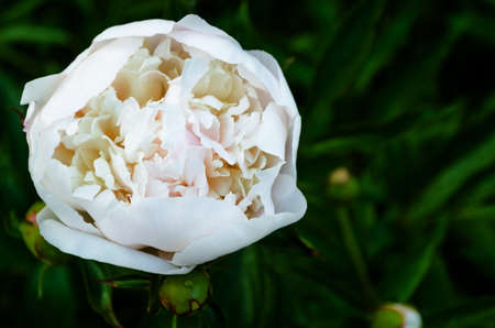 Floral concept of close-up white Peony on a green leaves in garden. View to blooming flower in the...