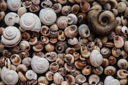 Assorted shells of many sizes are found on sea beaches. Close-up of seashells collection in sunny summer day. Lots of cockleshell scallop piled together as background. Top view, marine concept.の写真素材
