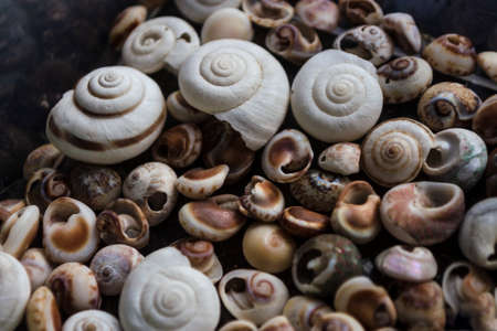 Assorted shells of many types and sizes are found on sea beaches. Close-up of seashells collection...