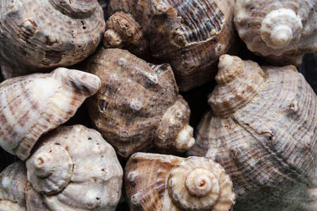 Assorted shells of many sizes are found on sea beaches. Close-up view of seashells collection in...