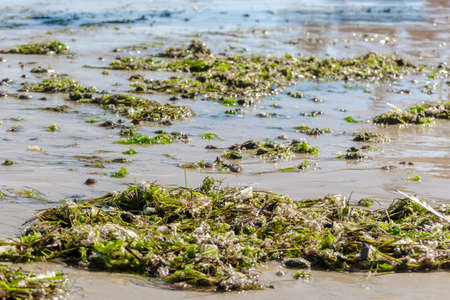 Green seaweed beached on the sandy city beach of Black sea. Algae on seashore coast in the summer...