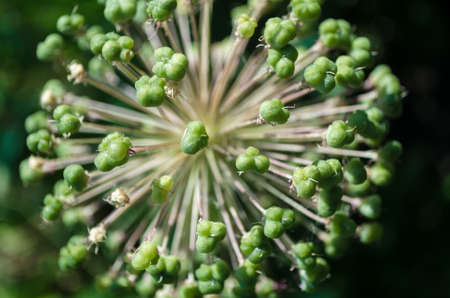 Spherical Allium Purple Sensation has faded in a flowerbed in garden. Closeup of decorative blooming inflorescence Dutch Garlic in rural. Onion with globe flowers on green background. Selective focus.の写真素材