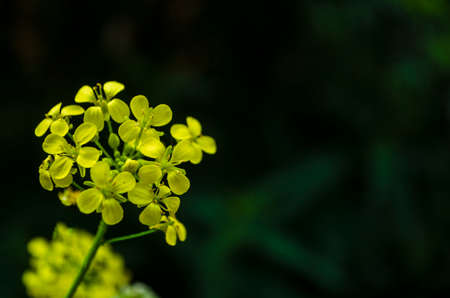 Floral concept of close up yellow flower on a blurred background of green leaves in garden. View to blooming blossom in the Summertime. Space for text. Selective focus.の写真素材