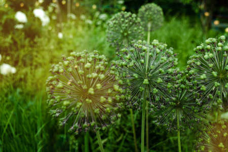 Spherical Allium Purple Sensation has faded in a flowerbed in a garden in a bright sunny day. Close-up of decorative blooming inflorescence Dutch Garlic. Onion with globe flowers on green background.の写真素材