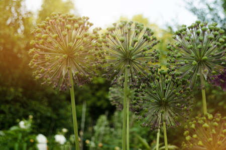 Spherical Allium Purple Sensation has faded in a flowerbed in a garden in a bright sunny day. Close-up of decorative blooming inflorescence Dutch Garlic. Onion with globe flowers on green background.の写真素材