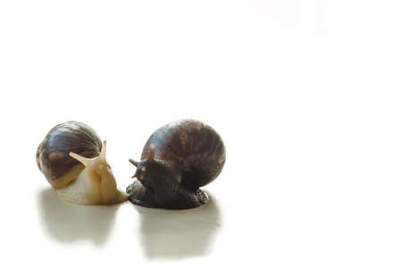 Two isolated brown and white Achatina with a spiral shell crawling on the light table on a sunny day with copy space. Extreme close up macro healing mucus and anti-aging slime of Giant Snail.の写真素材