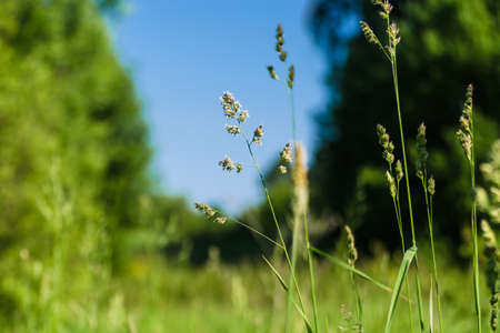 Fluffy blades of grass with pollen against the blurred background of blue sky in the summer sunny day. Close up landscape of a green high grass in the forest area with place for text. Selective focus.の写真素材