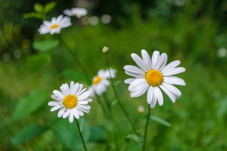 Floral concept of chamomile on a blurred green grass in garden. Close up view to blooming flowers with white petals in sunny summer day. Selective focus and minimal composition with place for text.の写真素材