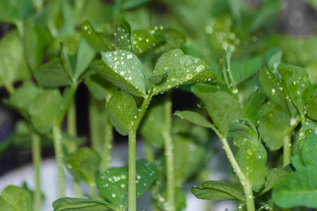 Young little green leaves of plants. Fresh micro pea sprouts with drops of water. Close up healthy view. Cultivation of organic sprouts in pots. Ecological, natural product filled with vitaminsの写真素材