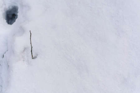 Background of fresh snow white natural texture pattern for minimalistic design in grey tone. Top view witn snowflakes. Concept of abstract winter surface with lone twig and copy space for textの写真素材