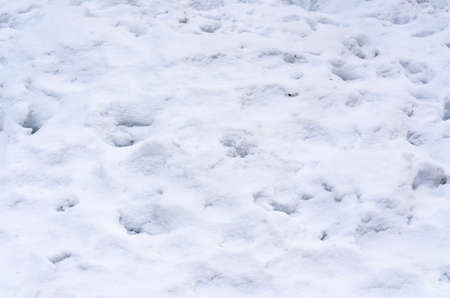 Background of fresh snow white natural texture pattern for minimalistic design in grey tone. Top view witn snowflakes. Concept of abstract winter surface with various traces and copy space for textの写真素材