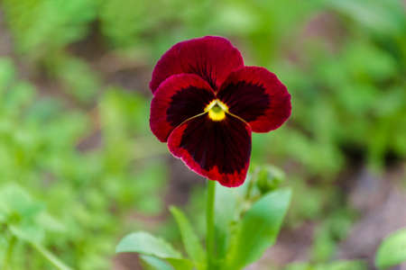 Closeup magenta flower Johnny Jump Up, Viola Tricolor on a background of green leaves in blossoming garden. View to blooming Pansies in the Summertime. Floral concept of heartsease on a blurred grass.の写真素材