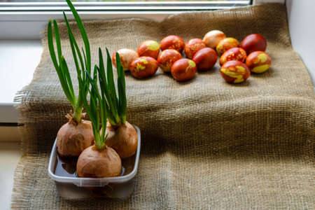 Chicken eggs colored with old-fashioned natural method by onion husks. Brown eggs with different...