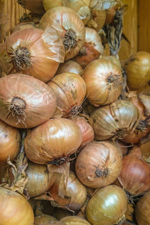 Bunch of onions in the vegetable section of shop or at home in the pantry. Binding of golden heads of raw uncleaned bulbs in yellow dry husks gathered from a seedbed. Autumn harvest season.の写真素材