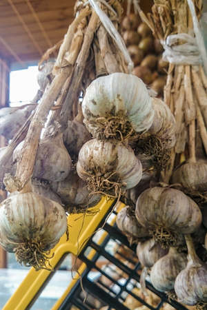 A bunch of garlic hangs in the vegetable section of a shop or at home in a pantry. Binding of grey heads of raw uncleaned bulbs in dry husks gathered from a bed. Concept of the autumn harvest seasonの写真素材